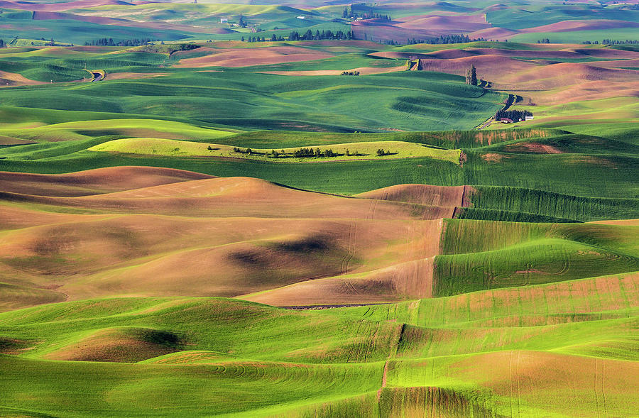 Rolling Wheat Fields Photograph by Dave Brenner