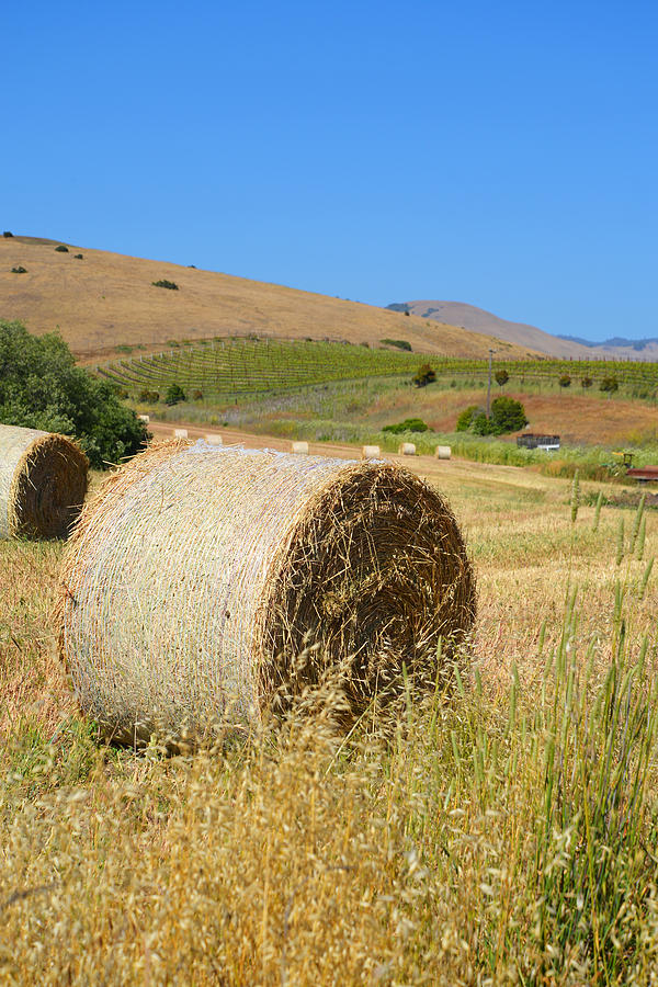 Farm Photograph - Rolln the Hay by Lynn Bauer