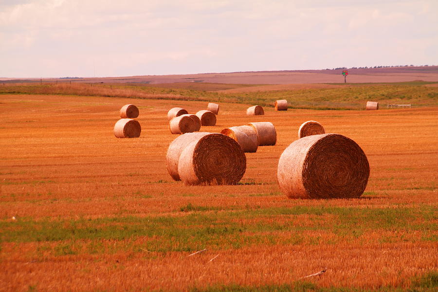 Summer Photograph - Rolls of hay by Jeff Swan