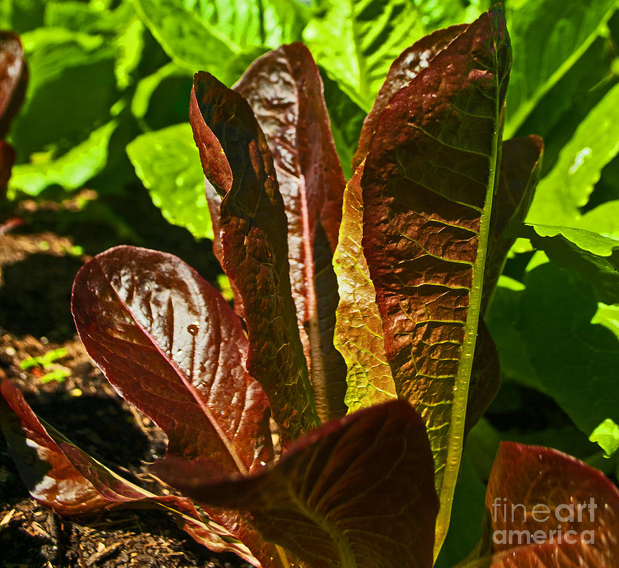 Romaine in Red Photograph by George D Gordon III