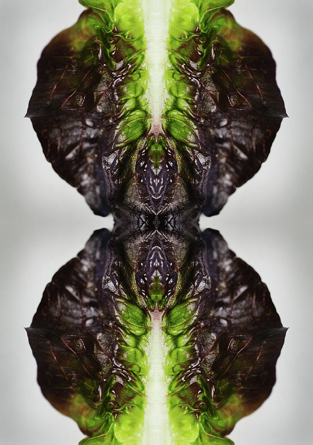 Romaine Lettuce Photograph by Silvia Otte