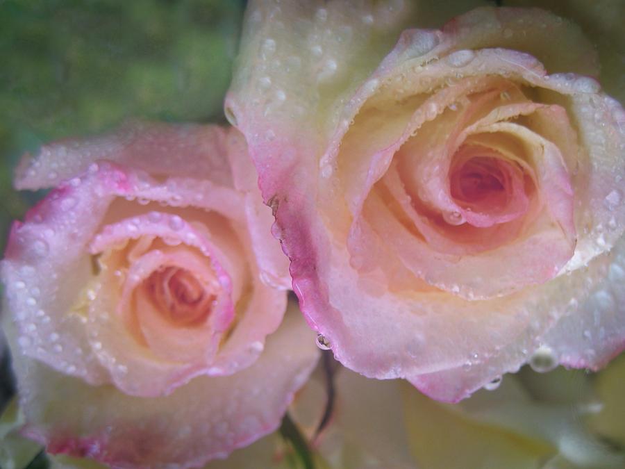 Rose Photograph - Romance 1 by Shirley Sirois