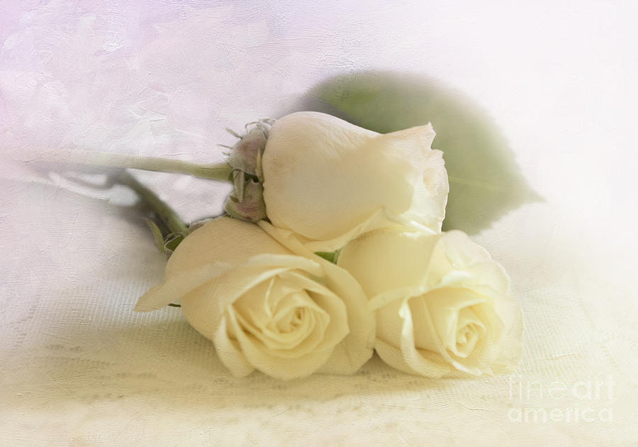 Rose Photograph - Romance by Betty LaRue