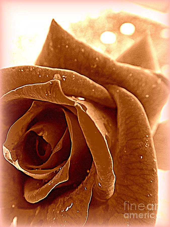 Rose Photograph - Romance by Clare Bevan