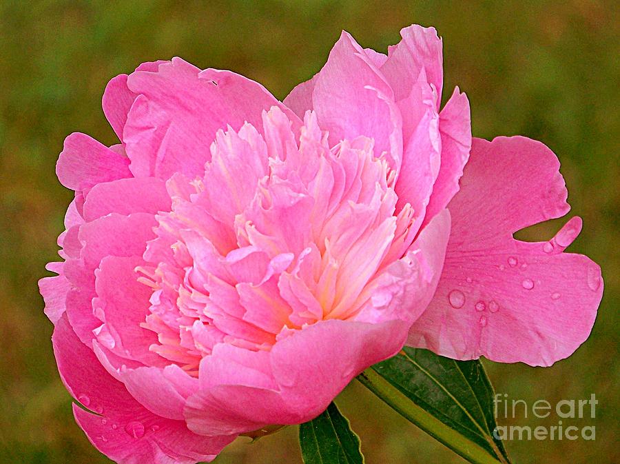 Pink Peony Photograph by Eunice Miller