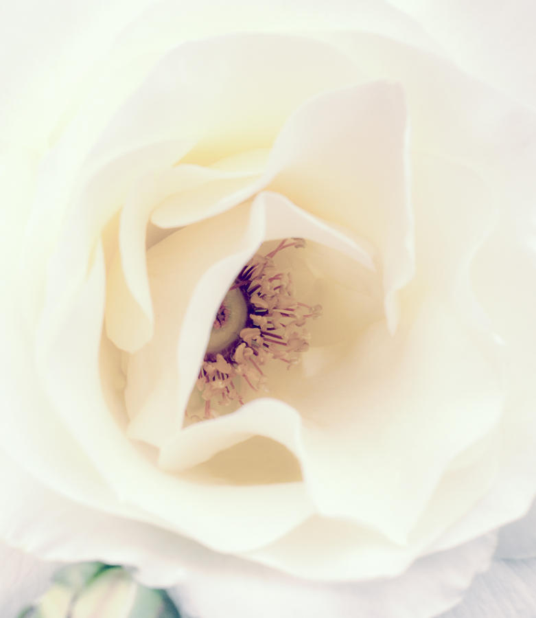 Nature Photograph - Romance in a Rose by Spikey Mouse Photography