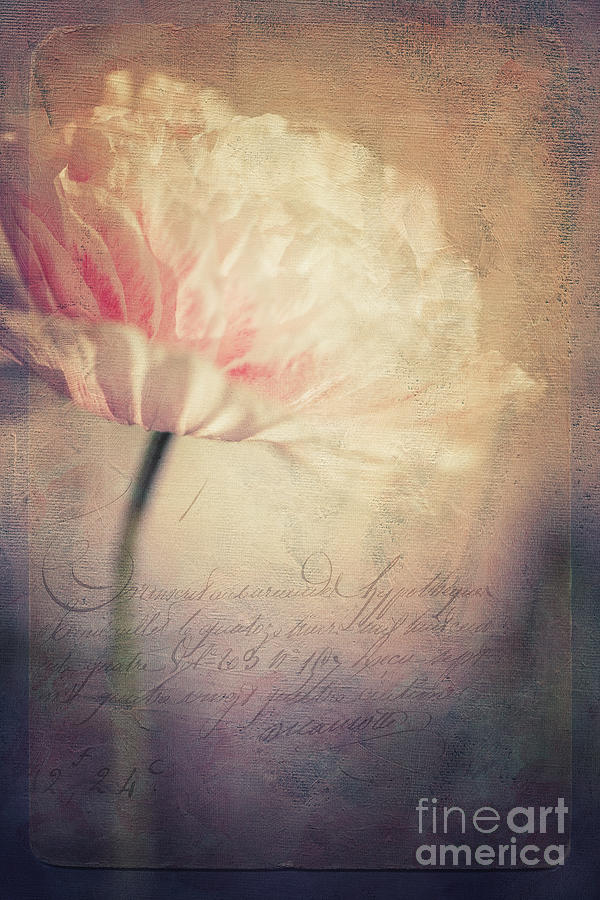 Poppy Photograph - Romance by Priska Wettstein