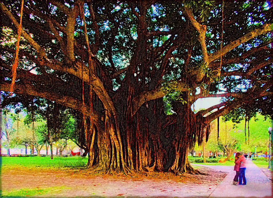 Romance Under The Banyan Tree Photograph by Ginny Schmidt