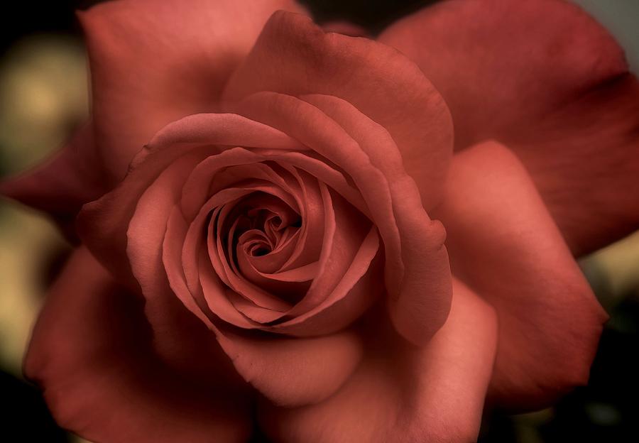 Rose Photograph - Romancing the Rose by Richard Cummings