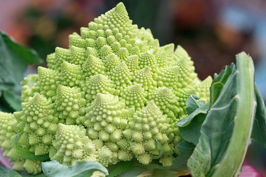 Vegetable Photograph - Romanesco Broccoli (brassica Oleracea) by Sam K Tran/science Photo Library