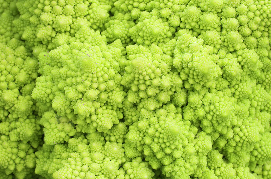 Romanesco Broccoli Photograph by Iain Sarjeant
