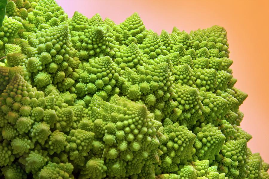 Romanesque Photograph - Romanesque Broccoli by Steve Allen/science Photo Library