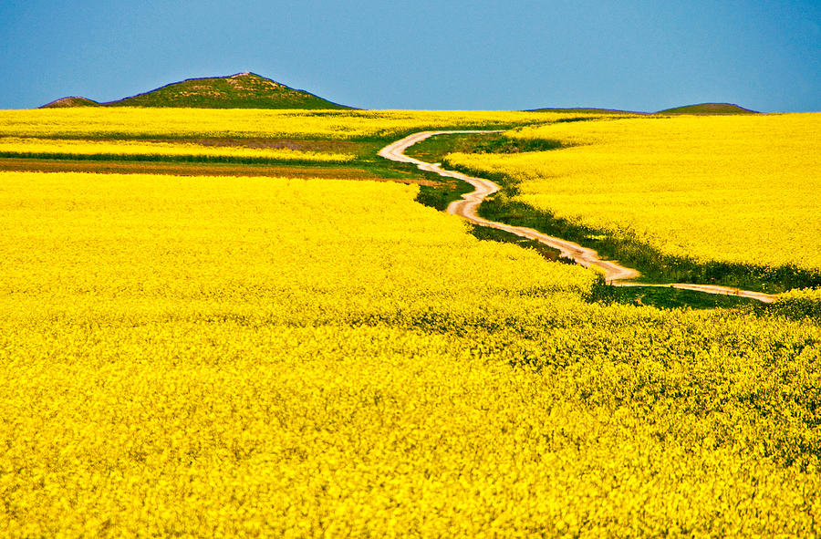 Romanian rapeseed Photograph by Dennis Cox