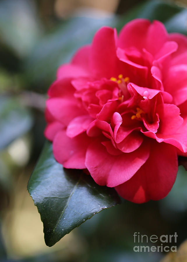 Romantic Camellia Photograph by Carol Groenen