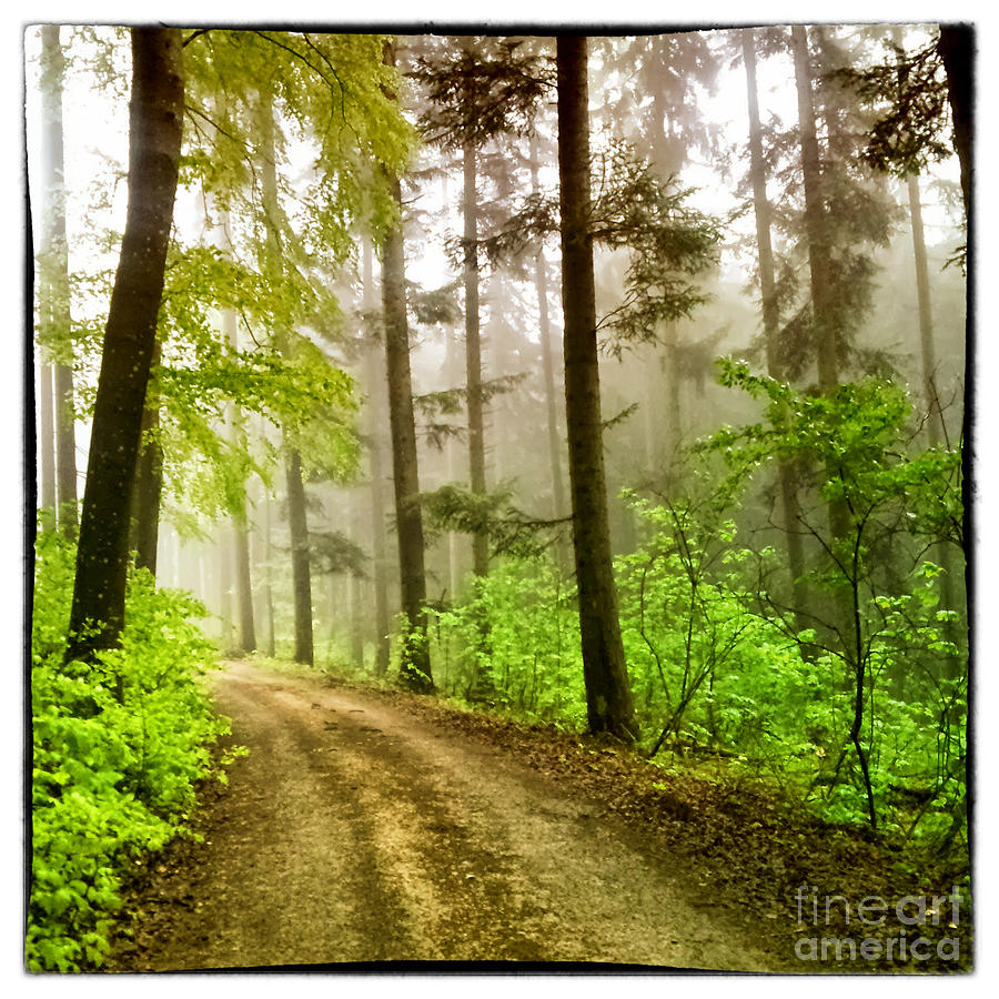 Romantic forest landscape Photograph by Gina Koch
