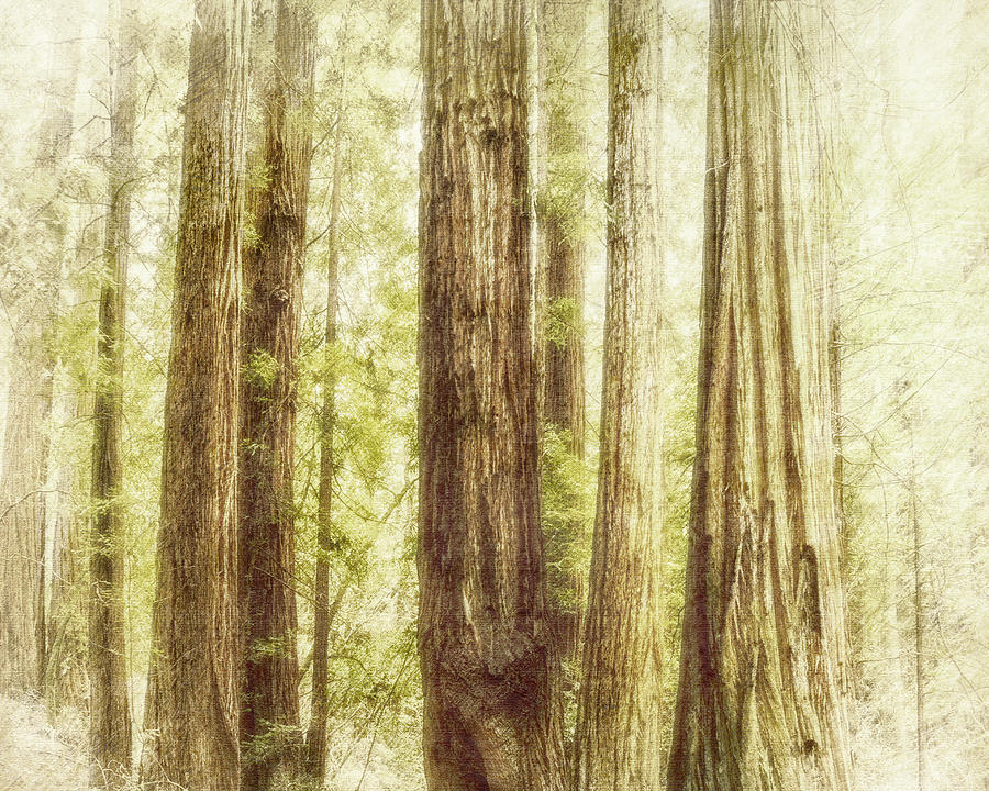 Romantic forest Muir Woods National Monument California Mixed Media by Marianne Campolongo