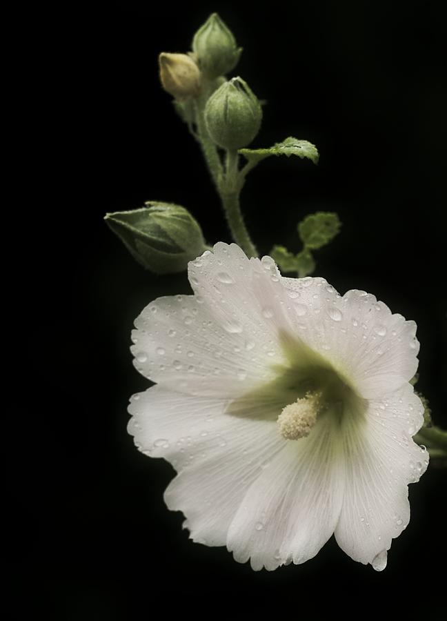 Flowers Still Life Photograph - Romantic Hollyhock by Richard Cummings
