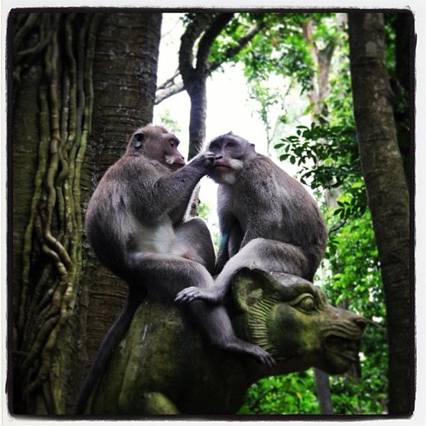 Jungle Photograph - #romantic #monkey #forest #animal #ubud by Fajar Triwahyudi