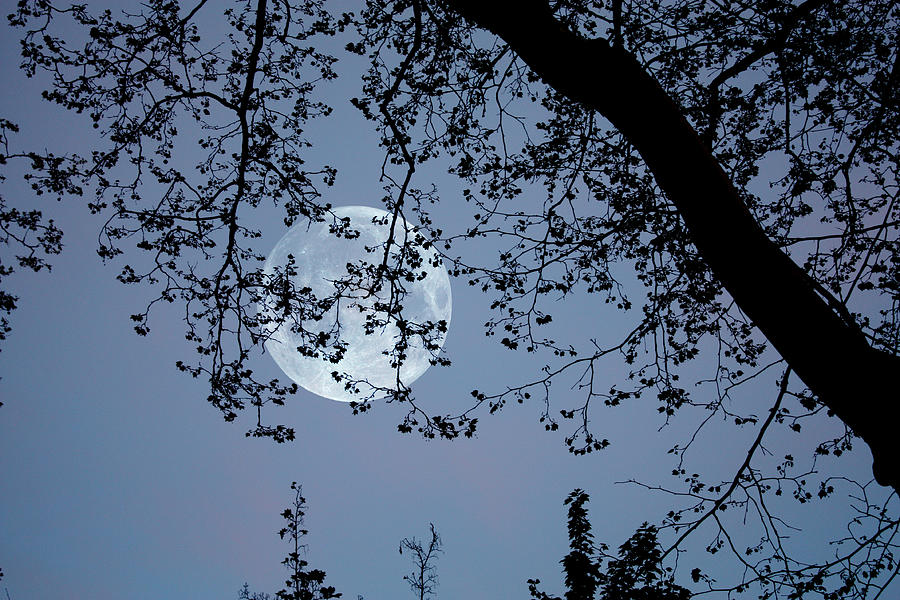 Romantic moon  Photograph by Angel Jesus De la Fuente