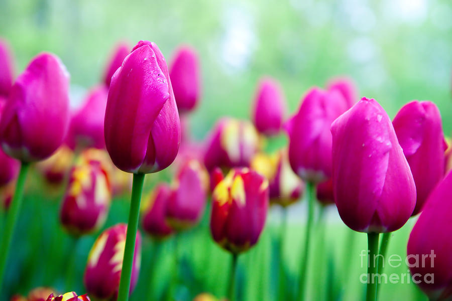 Romantic Pink Flowers In Spring Photograph By Michal Bednarek Fine Art America 