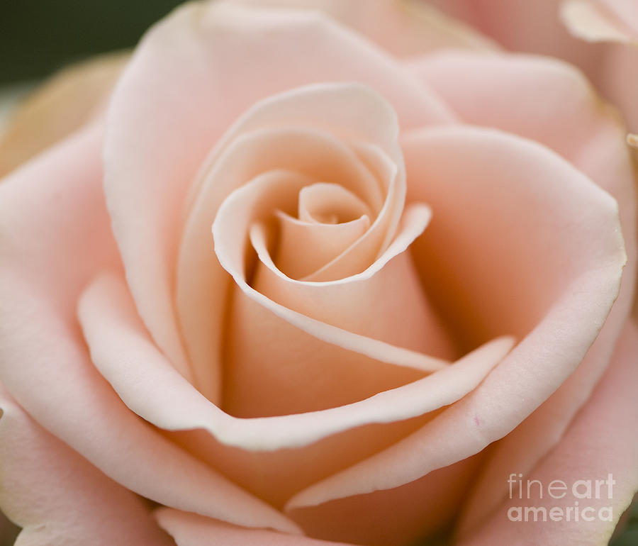 Nature Photograph - Romantic pink rose by Oscar Gutierrez
