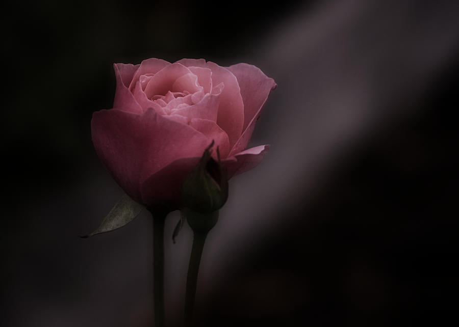 Romantic Pink Rose Photograph by Richard Cummings
