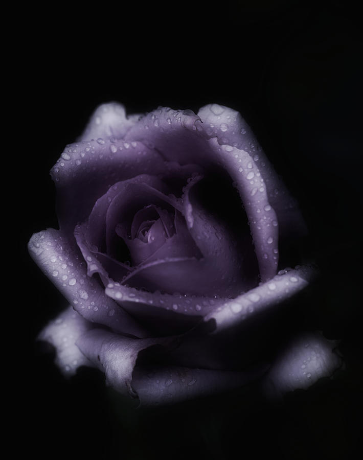 Romantic Purple Rose Photograph by Richard Cummings