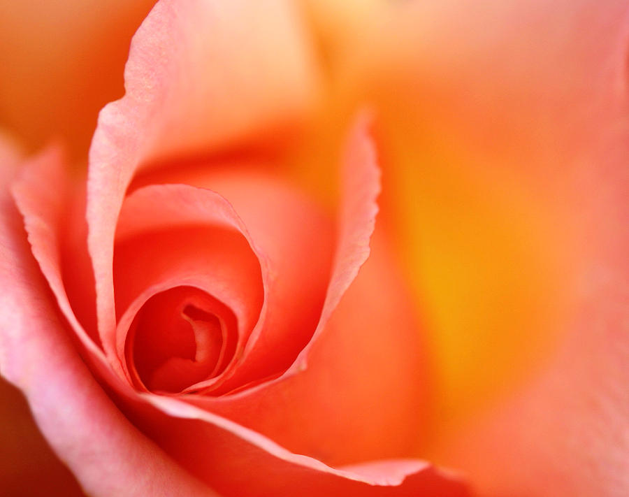 Romantic Red Orange Rose Photograph by Natalie Kinnear