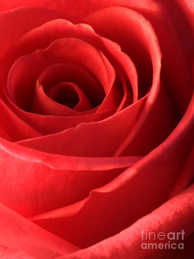 Romantic Red Rose Photograph by Natalie Kinnear