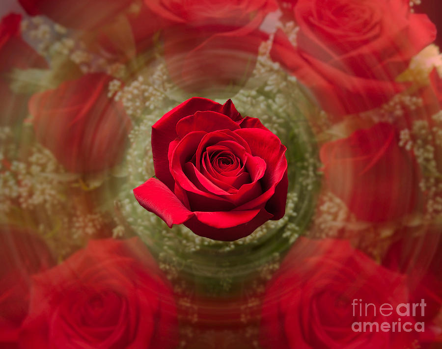 Romantic Red Rose Swirl Photograph by Steven Heap