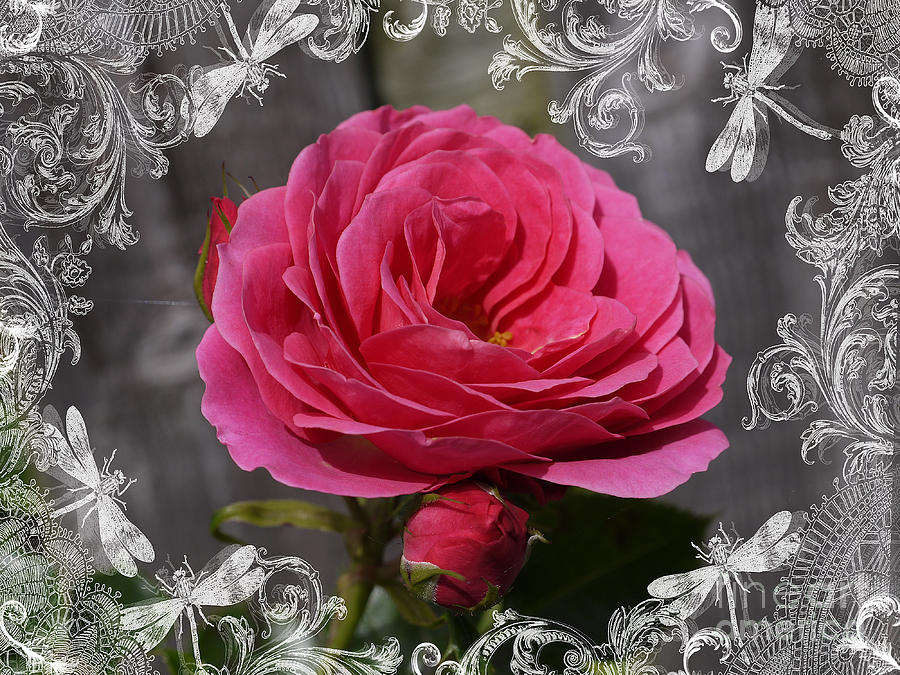 Romantic Rose Photograph by Brenda Kean