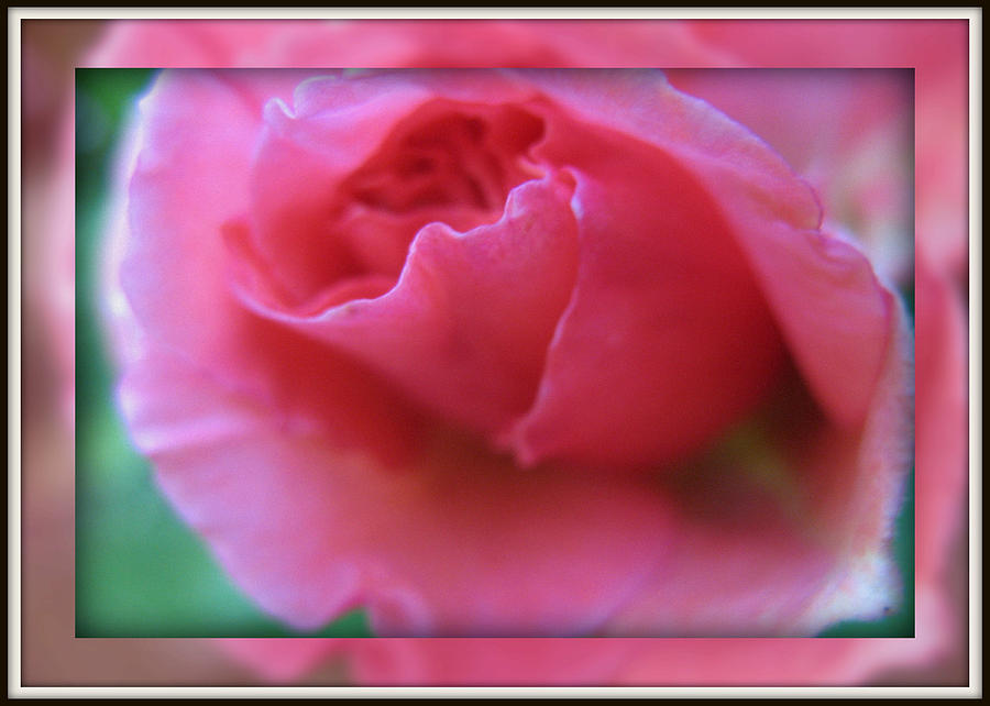 Romantic Rose Photograph by Charmaine Zoe