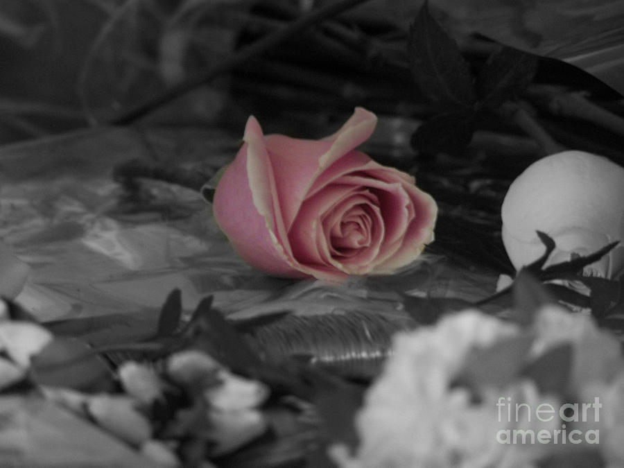 Romantic Rose Photograph by Rachel Butterfield - Pixels