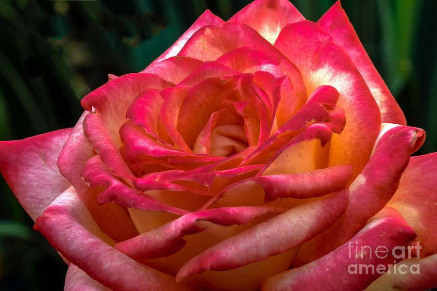 Romantic Rose Photograph by Robert Bales