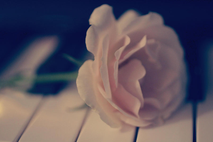 Romantic Rose Photograph by The Art Of Marilyn Ridoutt-Greene