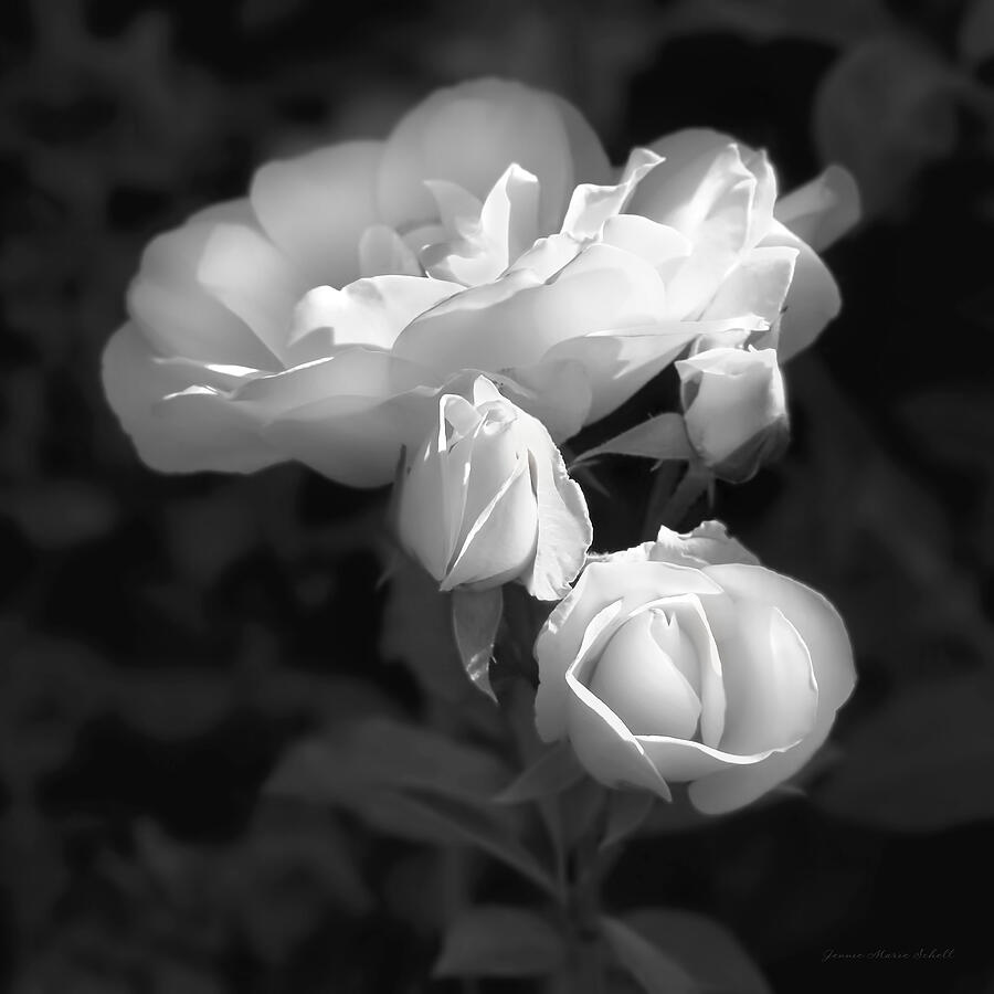 White Rose Petals Black and White Photograph by Jennie Marie Schell - Pixels