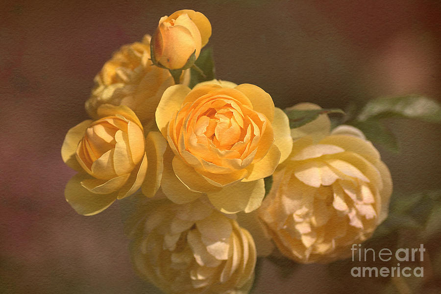 Rose Photograph - Romantic Roses by Joy Watson