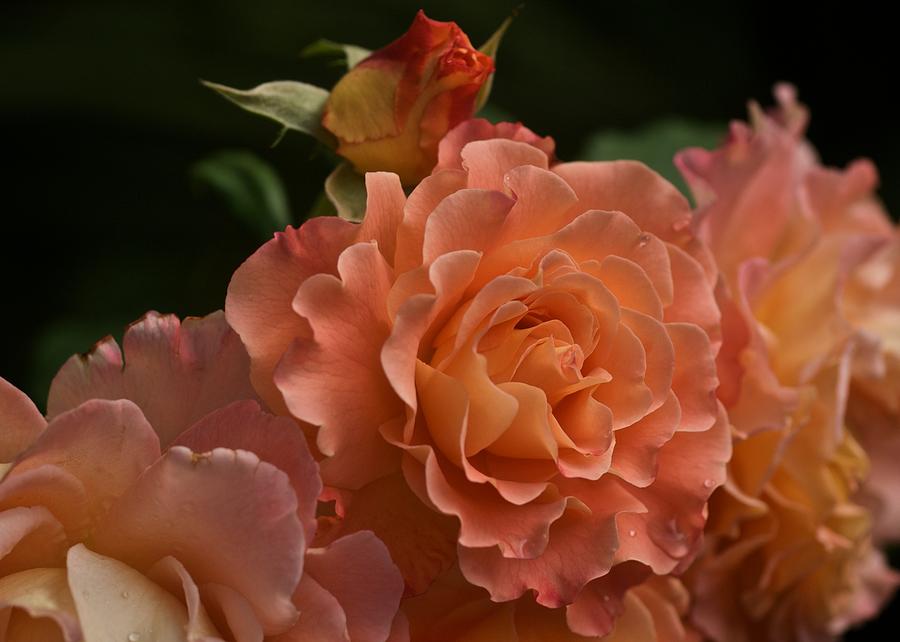 Romantic Roses Photograph by Richard Cummings
