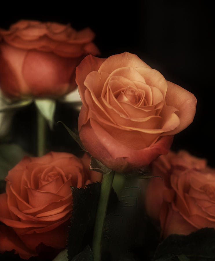 Romantic Sunday Rose No. 2 Photograph by Richard Cummings