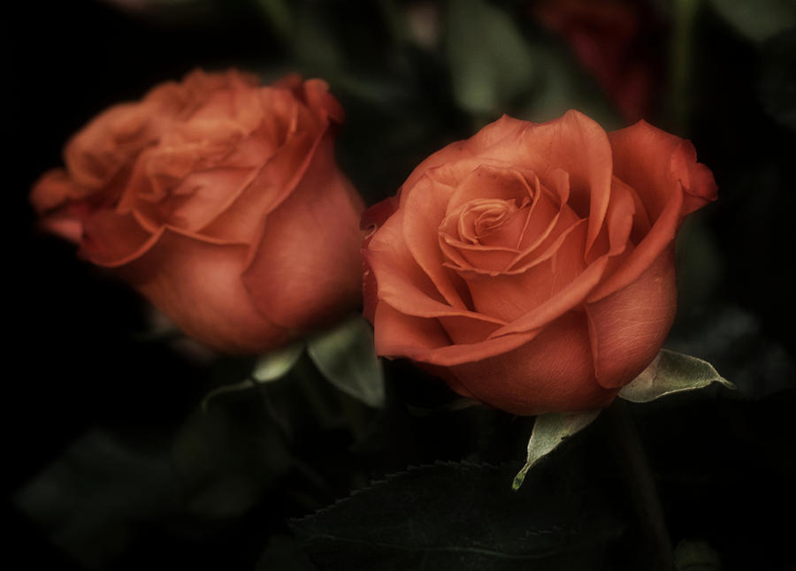 Romantic Sunday Rose Photograph by Richard Cummings
