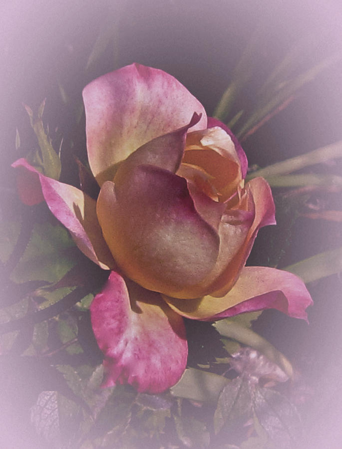 Romantic Tea Rose Photograph by Richard Cummings