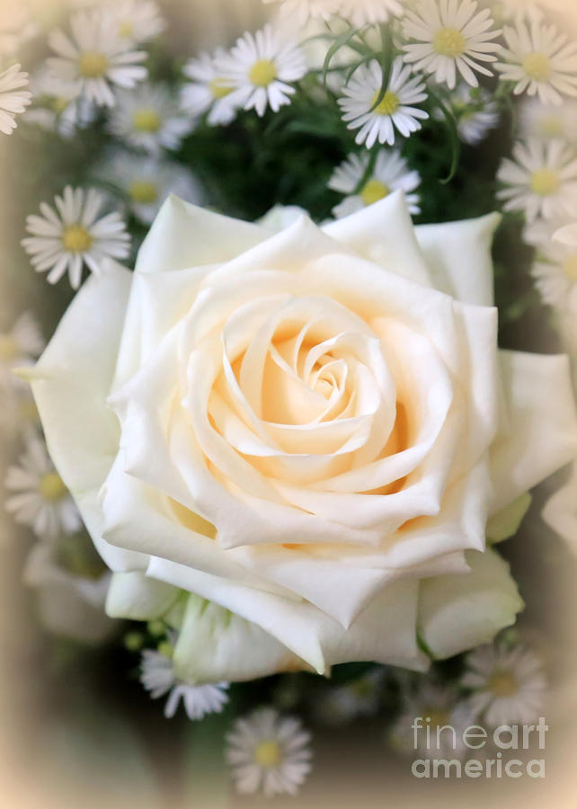 Romantic White Rose Photograph by Carol Groenen