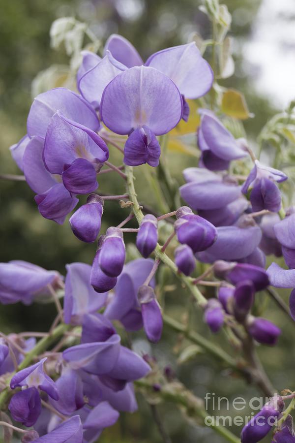 Romantic Wisteria Blossoms Photograph by MM Anderson