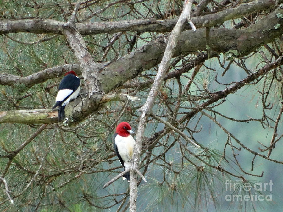 Romantic Woodpeckers Photograph by Joseph Baril