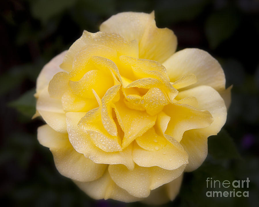 Romantic Yellow Rose Flower With Dew Drops Photograph by Jerry Cowart