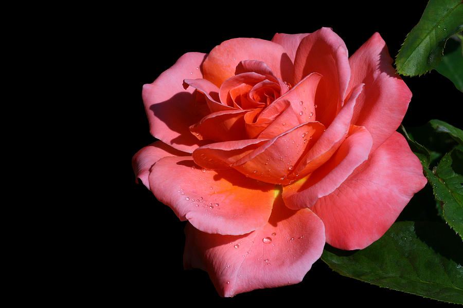 Rose Photograph - Romantica by Doug Norkum