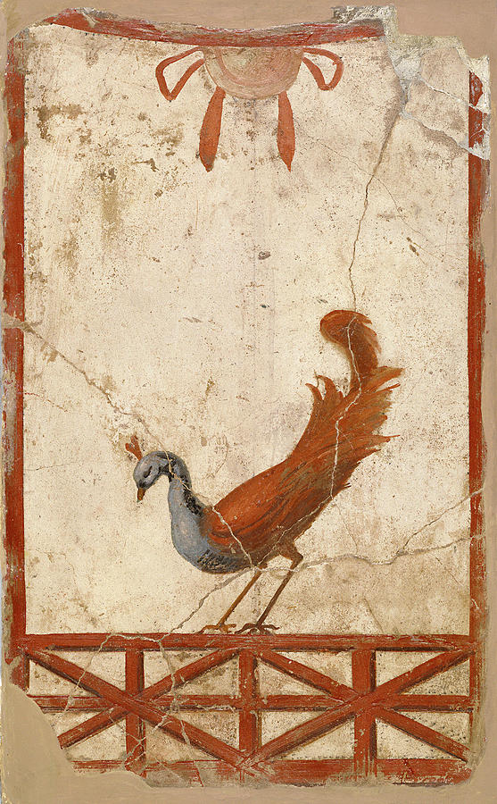 Rome Peacock, C70 Painting by Granger