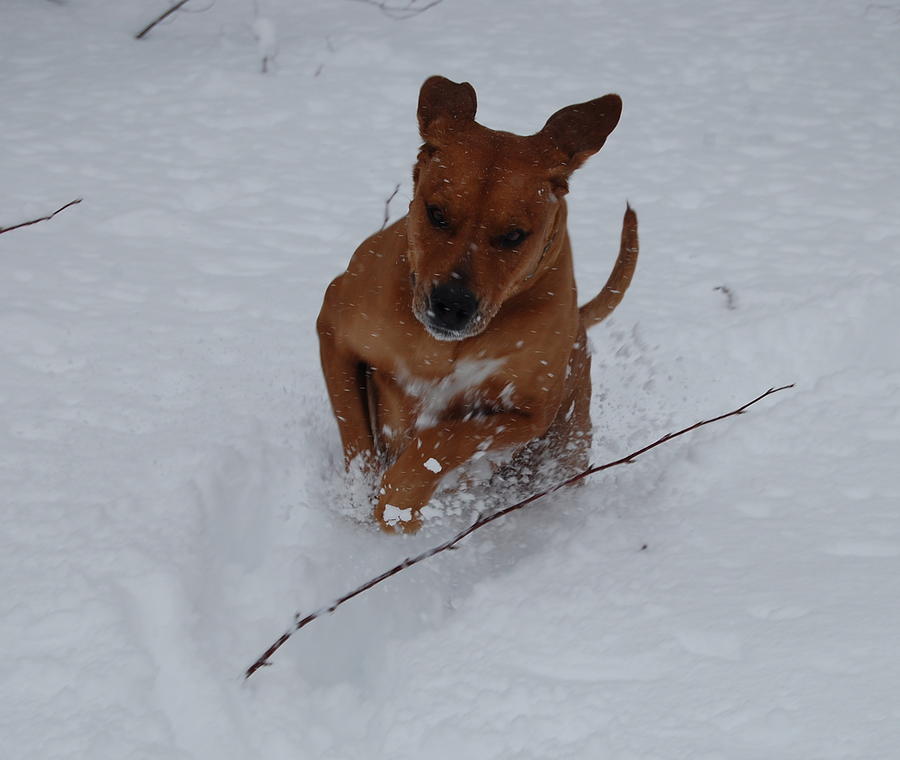 Romp in the Snow Photograph by Mim White