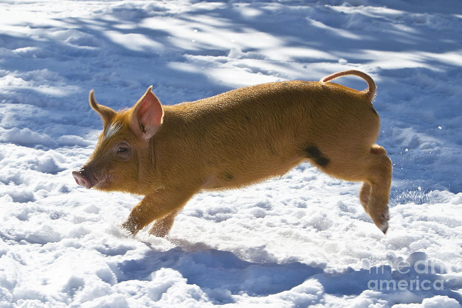 Pig Photograph - Romping Piglet by Jean-Louis Klein and Marie-Luce Hubert