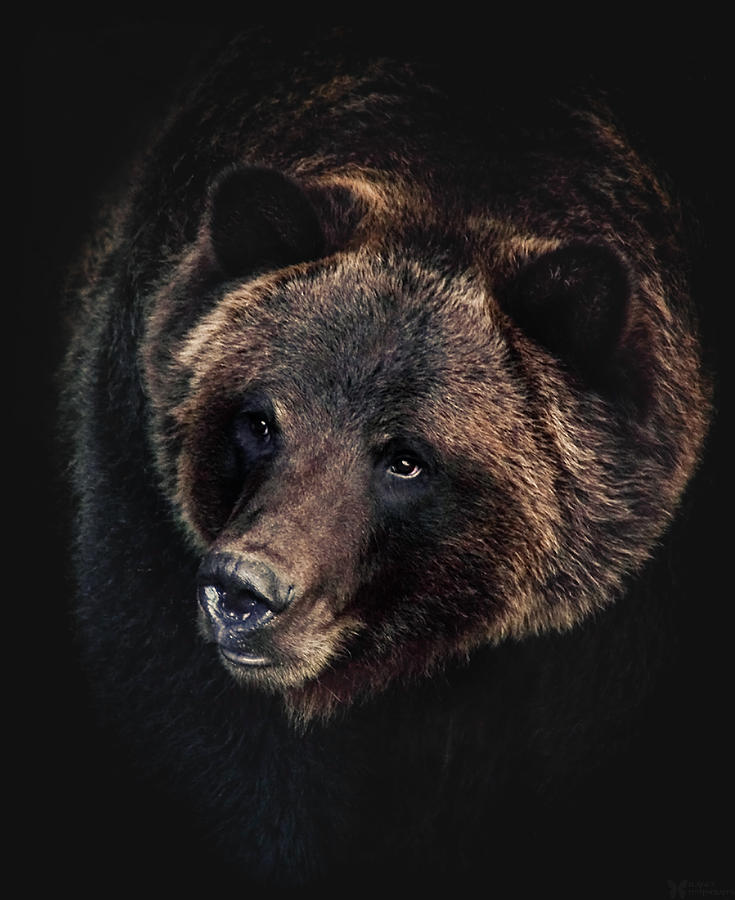 Grizzly Bear Photograph - Ronan  by Elaine Malott